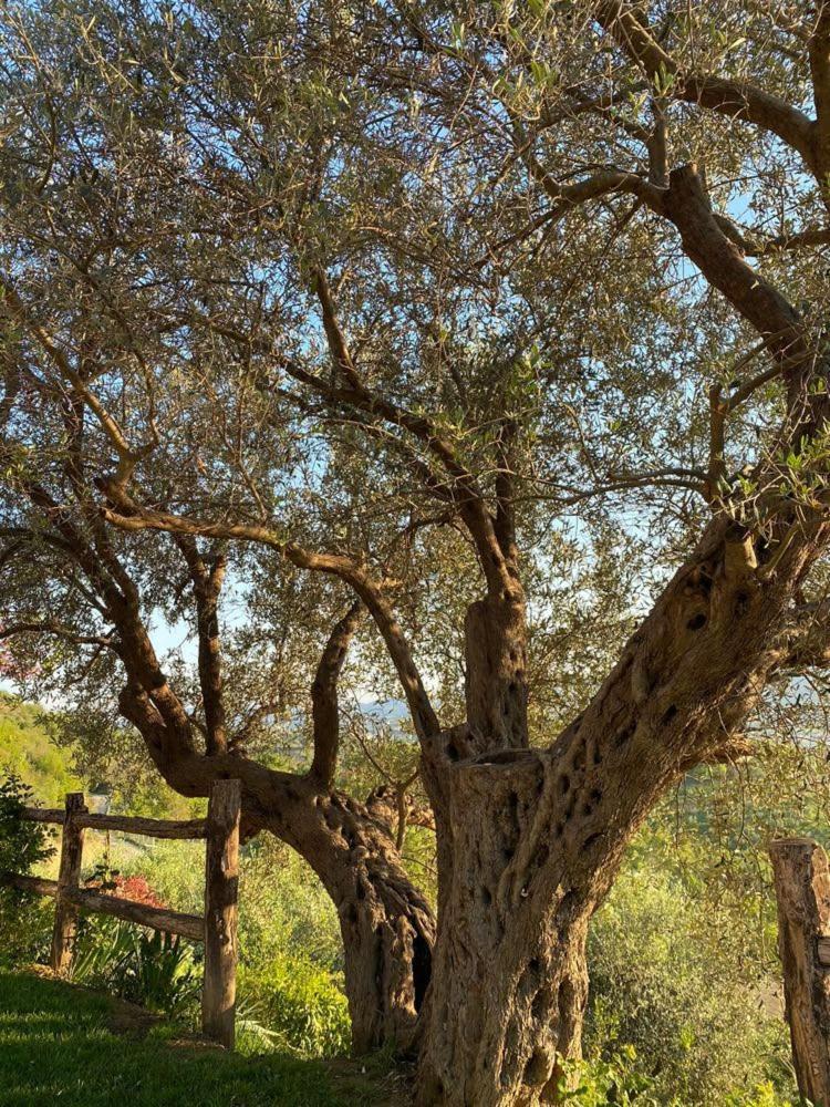 Bujtina Salko Βίλα Mucaj Εξωτερικό φωτογραφία